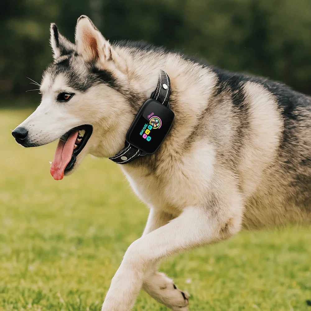 Intelligent Dog Barking Collar Type-C Rechargeable Color Screen Anti Bark | Lilac Training