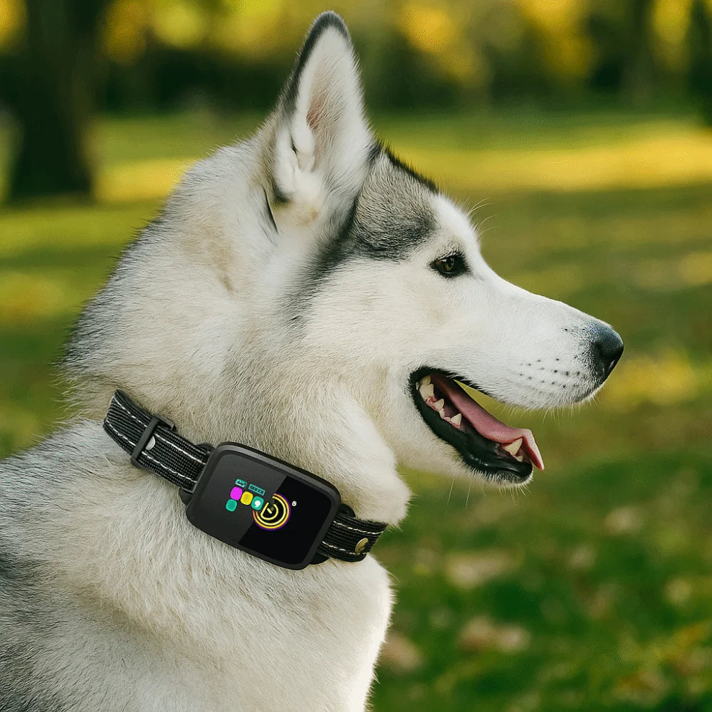 Intelligent Dog Barking Collar Type-C Rechargeable Color Screen Anti Bark | Lilac Training